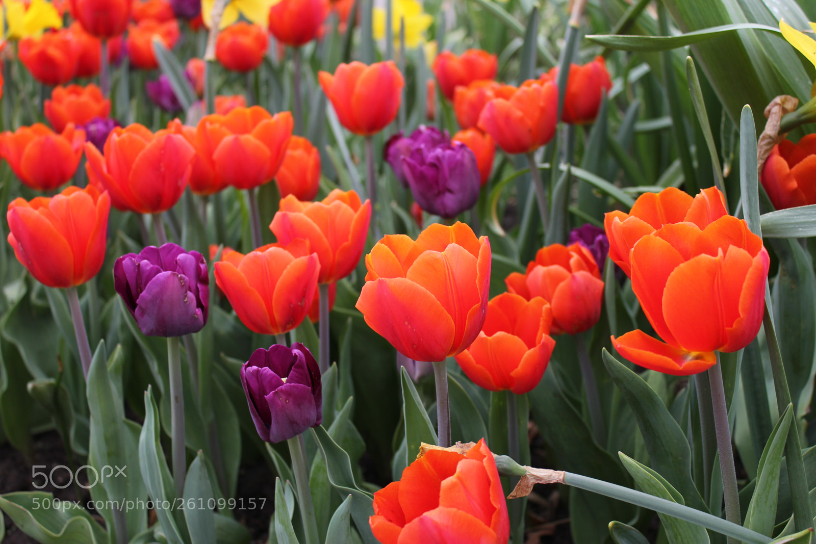 Canon EOS 550D (EOS Rebel T2i / EOS Kiss X4) sample photo. Tulips edward's gardens toronto photography