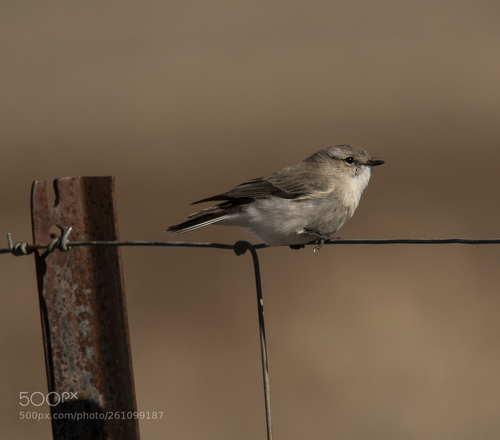 Nikon D500 sample photo. Jacky winter () photography