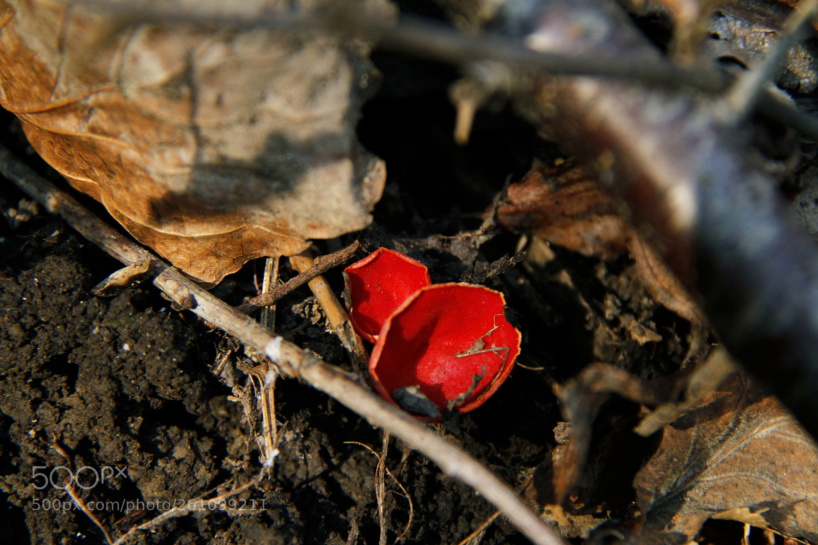 Canon EOS 7D sample photo. Untitled photography