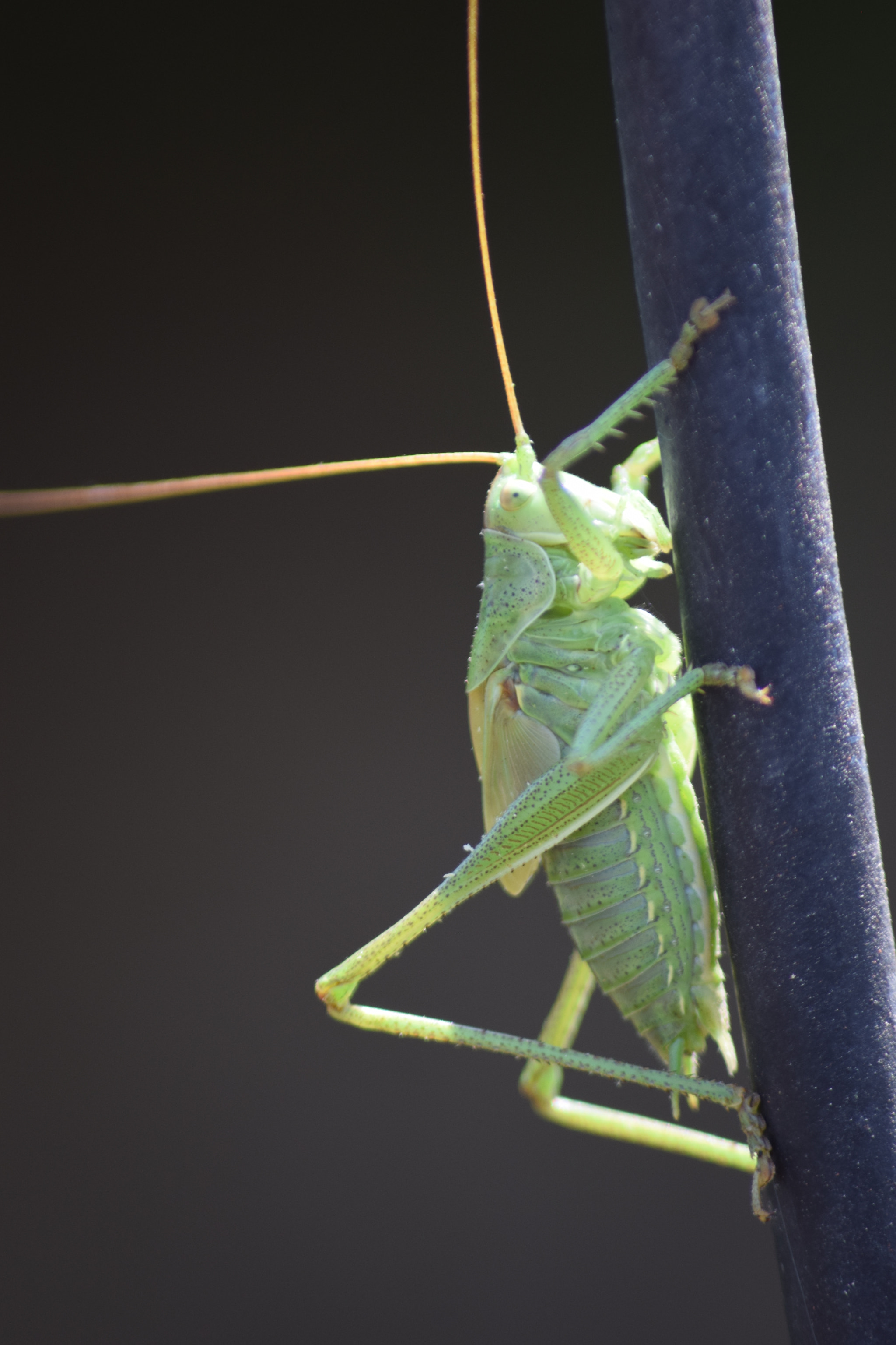 Sigma 70-300mm F4-5.6 APO DG Macro sample photo. Big green photography