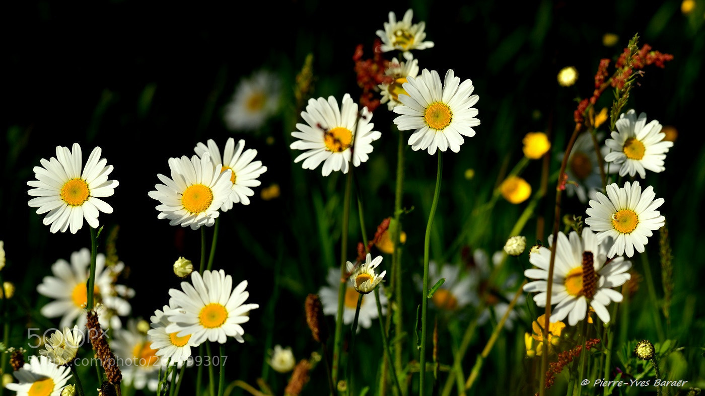 Nikon D800 sample photo. Daisies photography