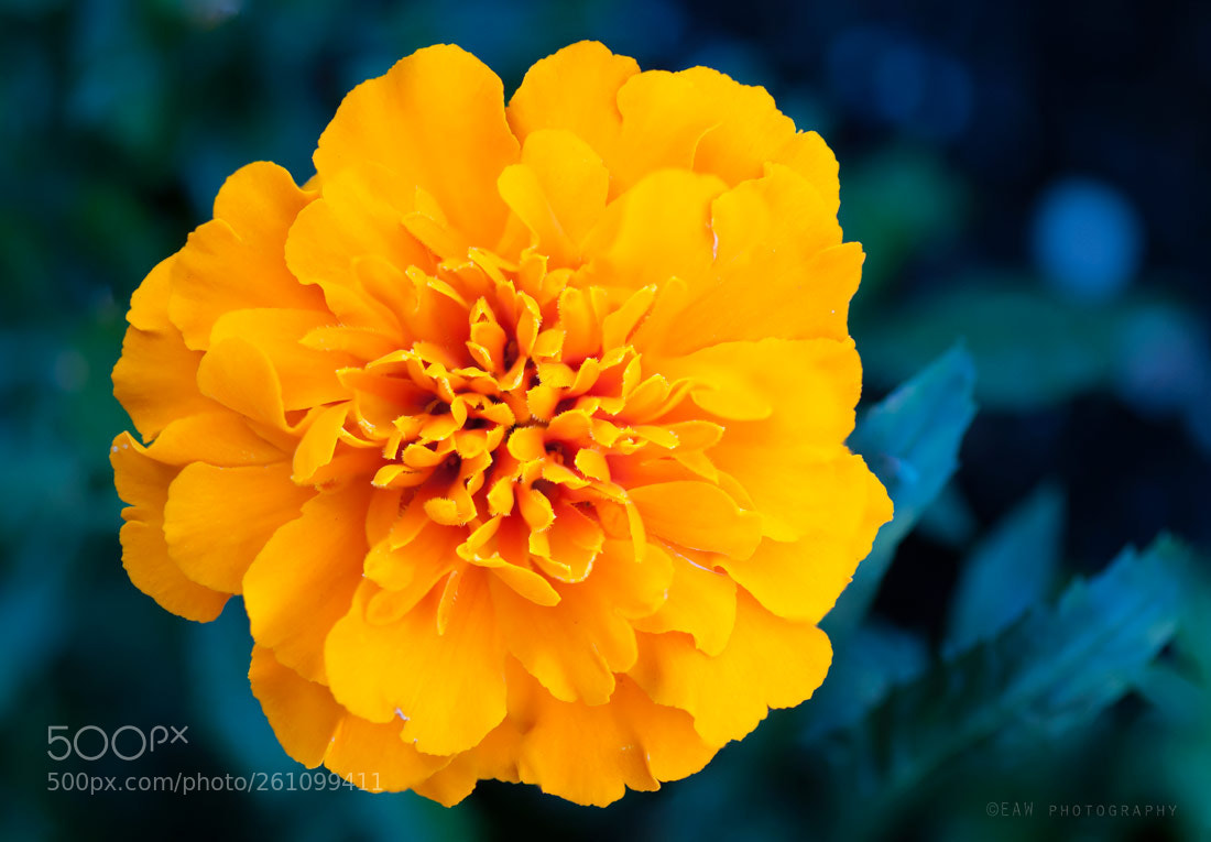 Nikon D300 sample photo. Orange photography