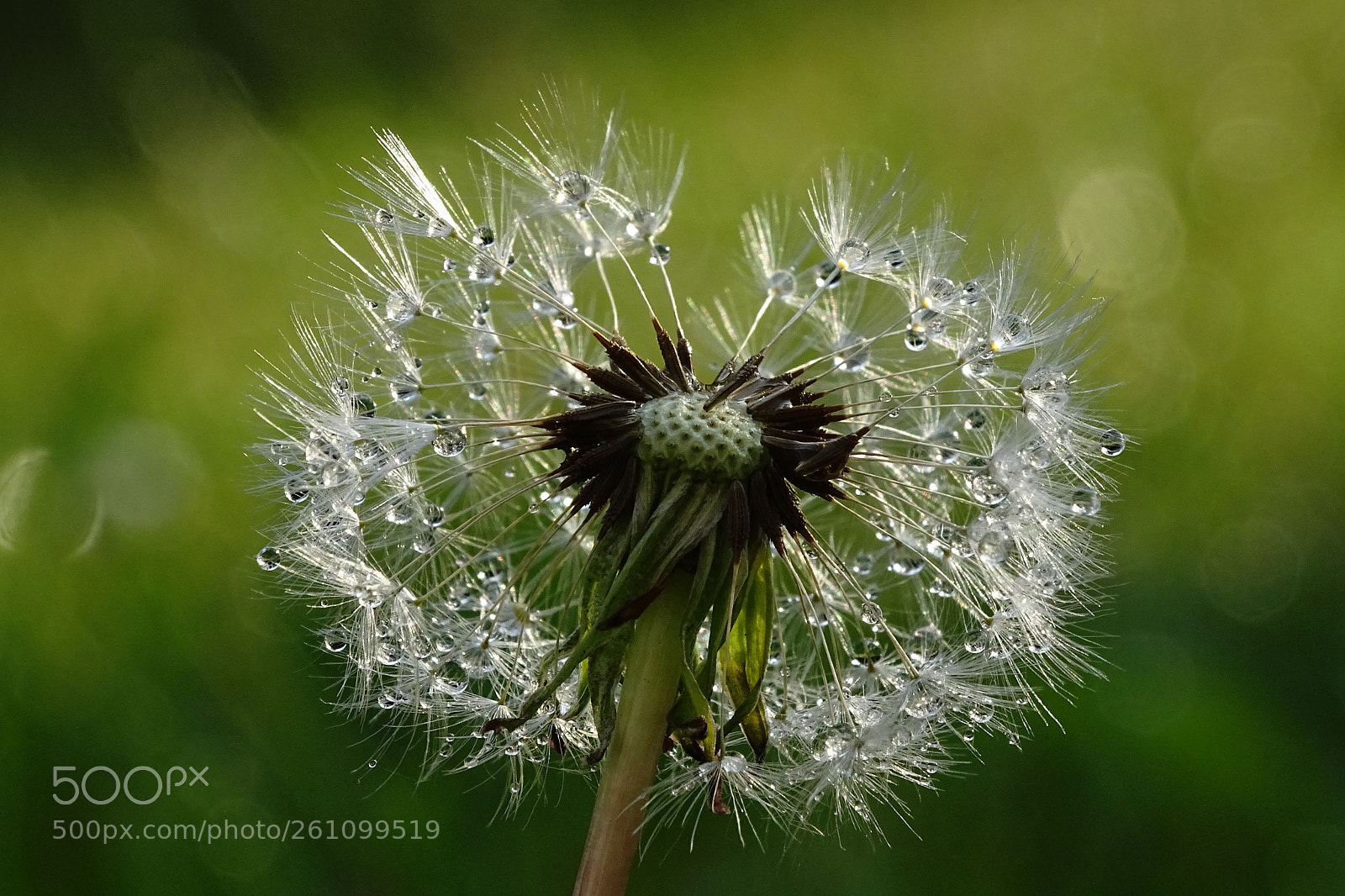 Sony Cyber-shot DSC-HX400V sample photo. Like crystal photography