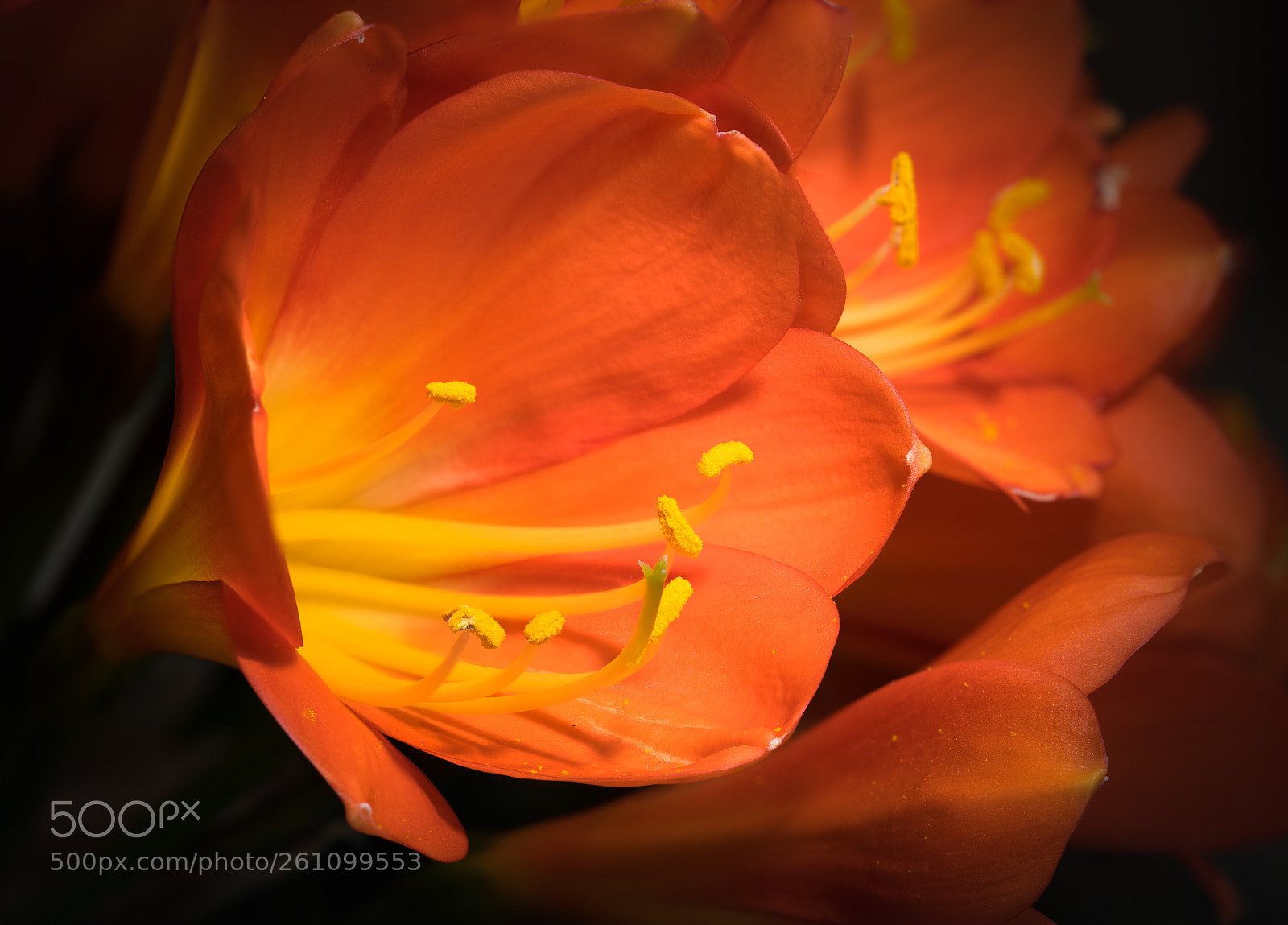 Nikon D850 sample photo. Bush lily (clivia miniata) photography