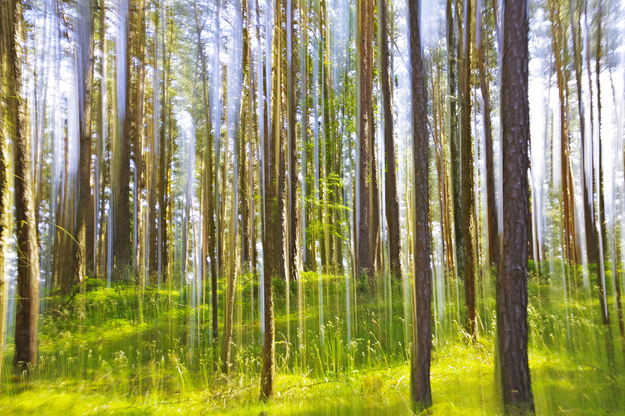 Pentax K-70 sample photo. Spring forest photography