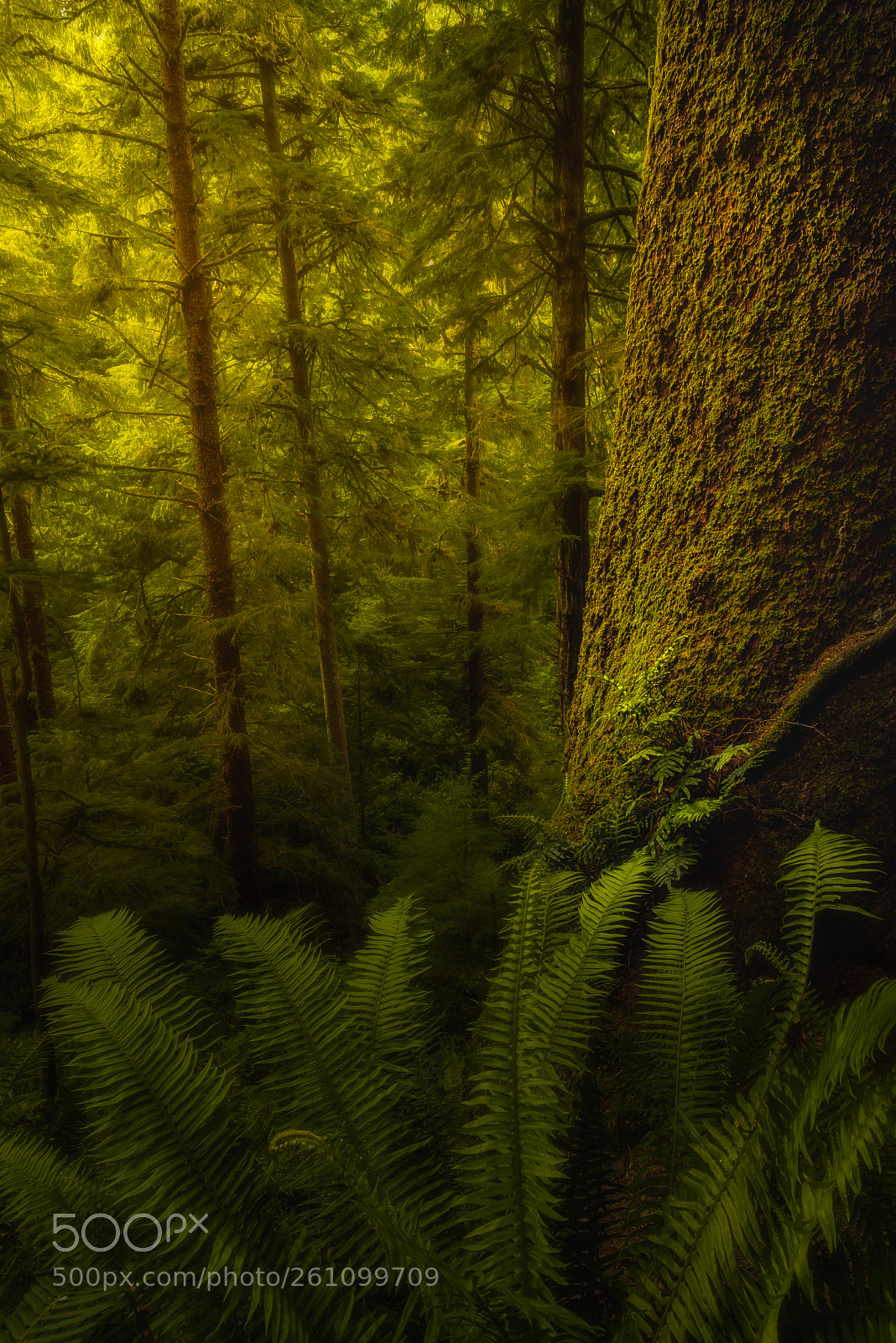 Nikon D750 sample photo. Oregon unseen! photography