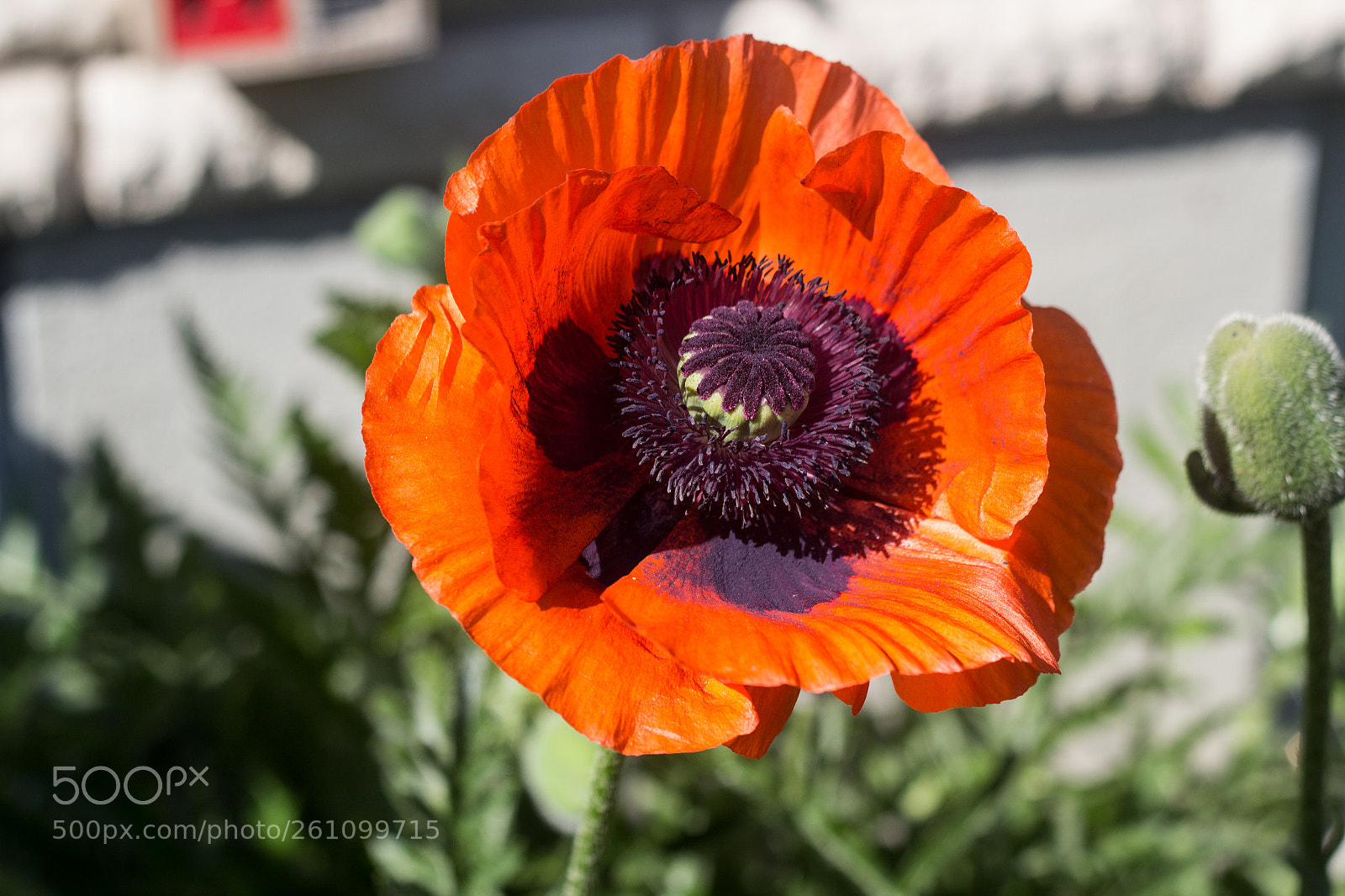 Canon EOS 600D (Rebel EOS T3i / EOS Kiss X5) sample photo. In bloom photography