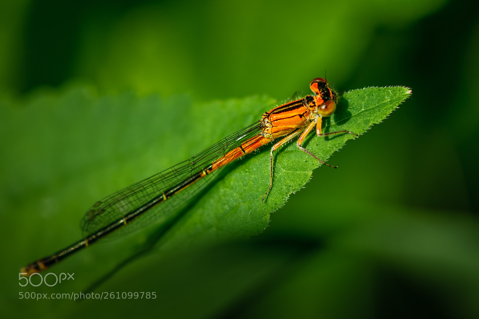 Nikon D7100 sample photo. Orange damsel photography
