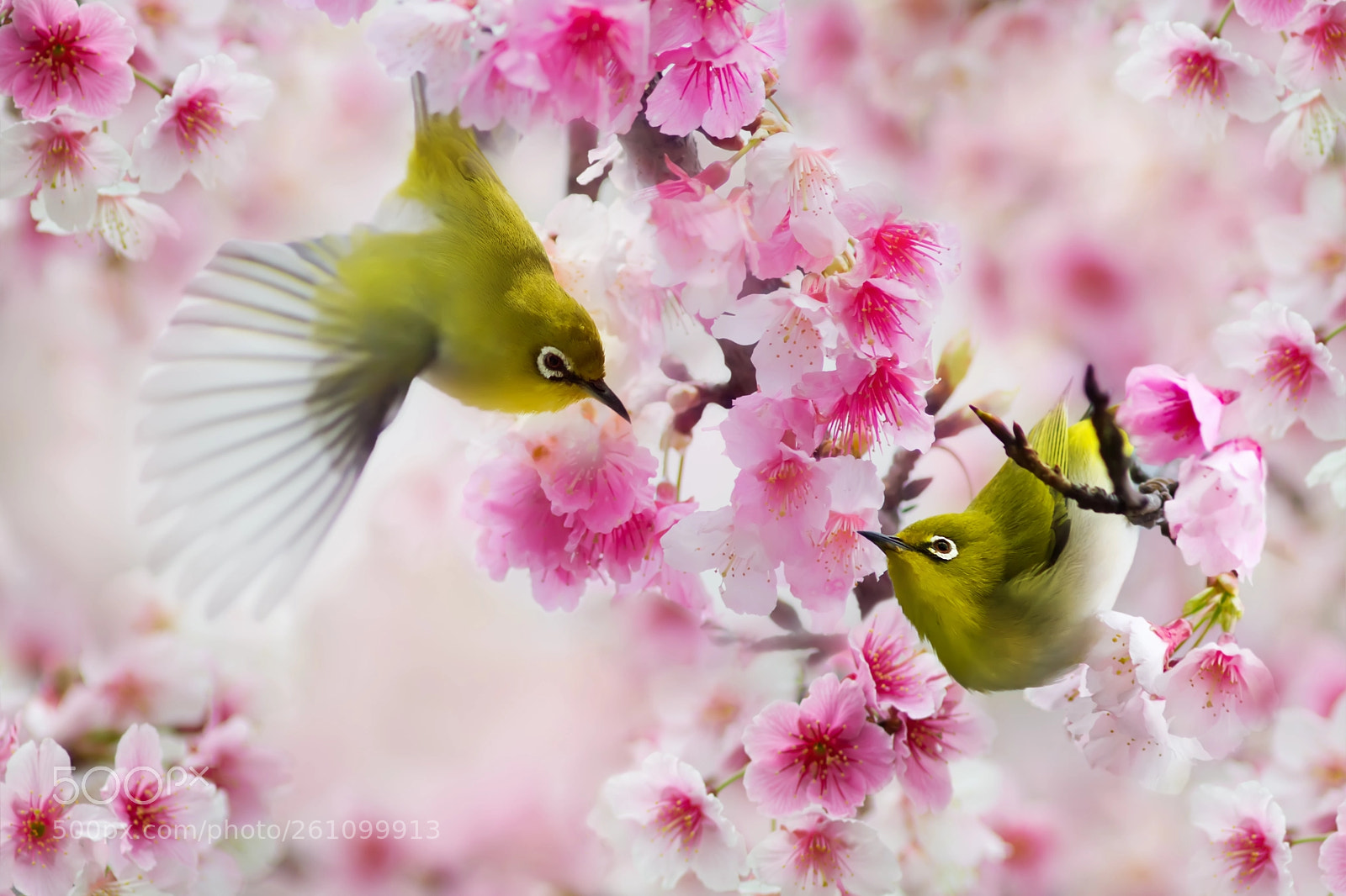 Sony SLT-A77 sample photo. ～ cherry blossom lovers ～ photography