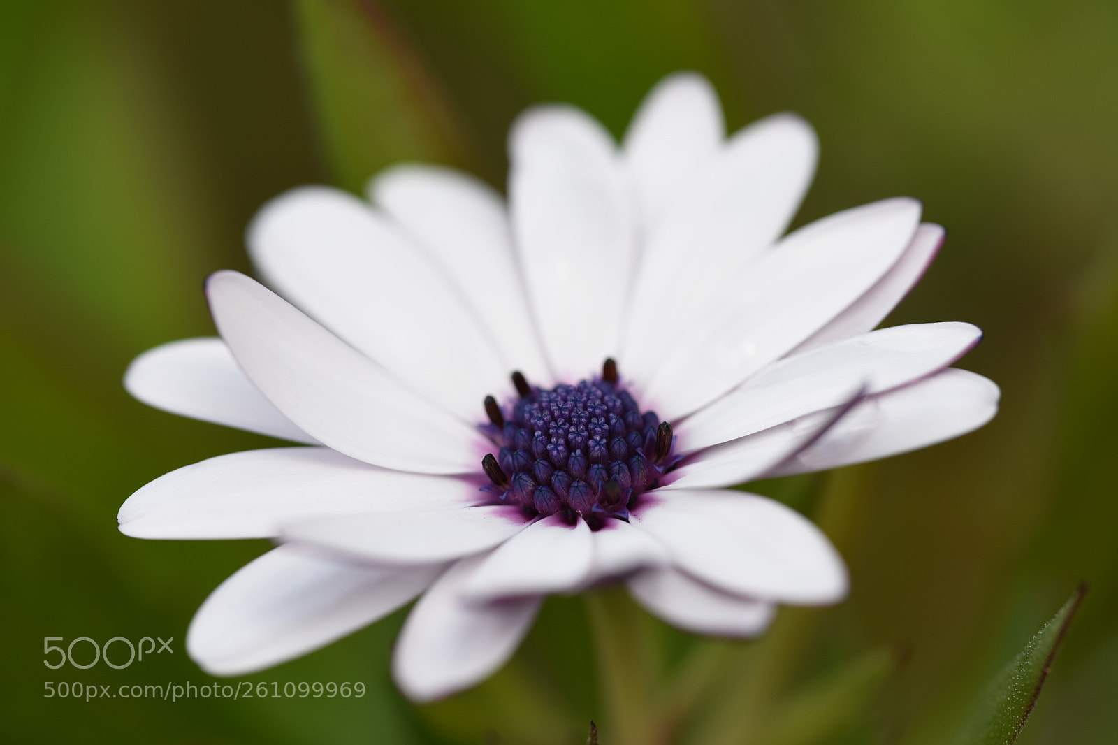 Nikon D750 sample photo. Little daisy photography