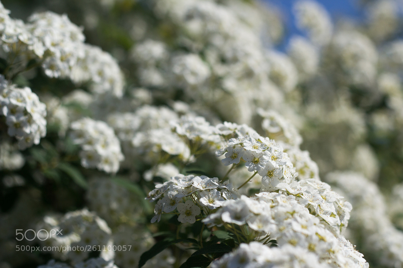 Canon EOS 600D (Rebel EOS T3i / EOS Kiss X5) sample photo. Ocean of flowers photography