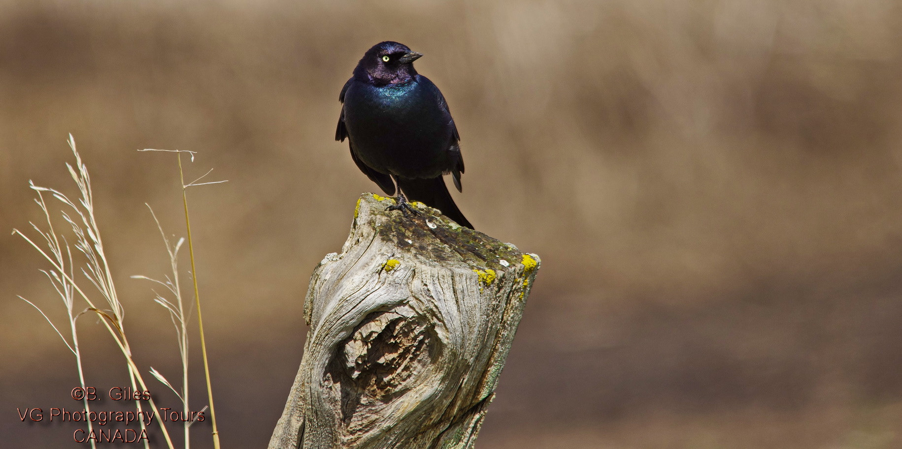 Pentax K-5 IIs + Sigma 150-500mm F5-6.3 DG OS HSM sample photo. Brewer's blackbird photography