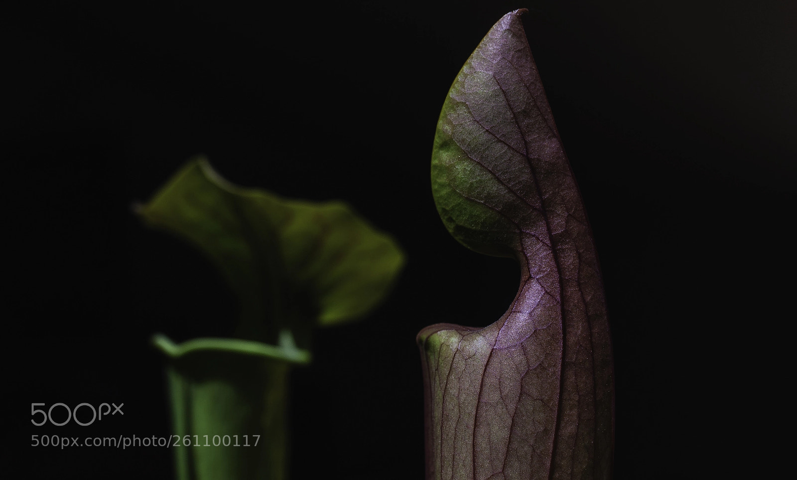 Nikon D700 sample photo. "sarracenia" photography