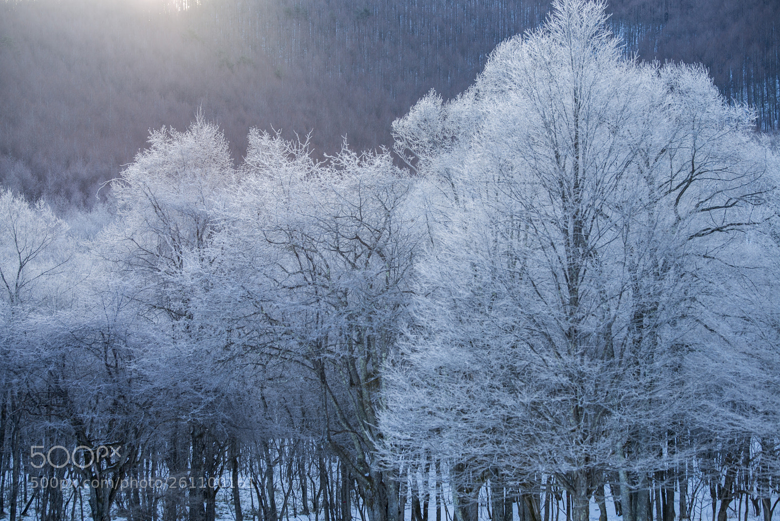 Nikon D800E sample photo. Shine photography