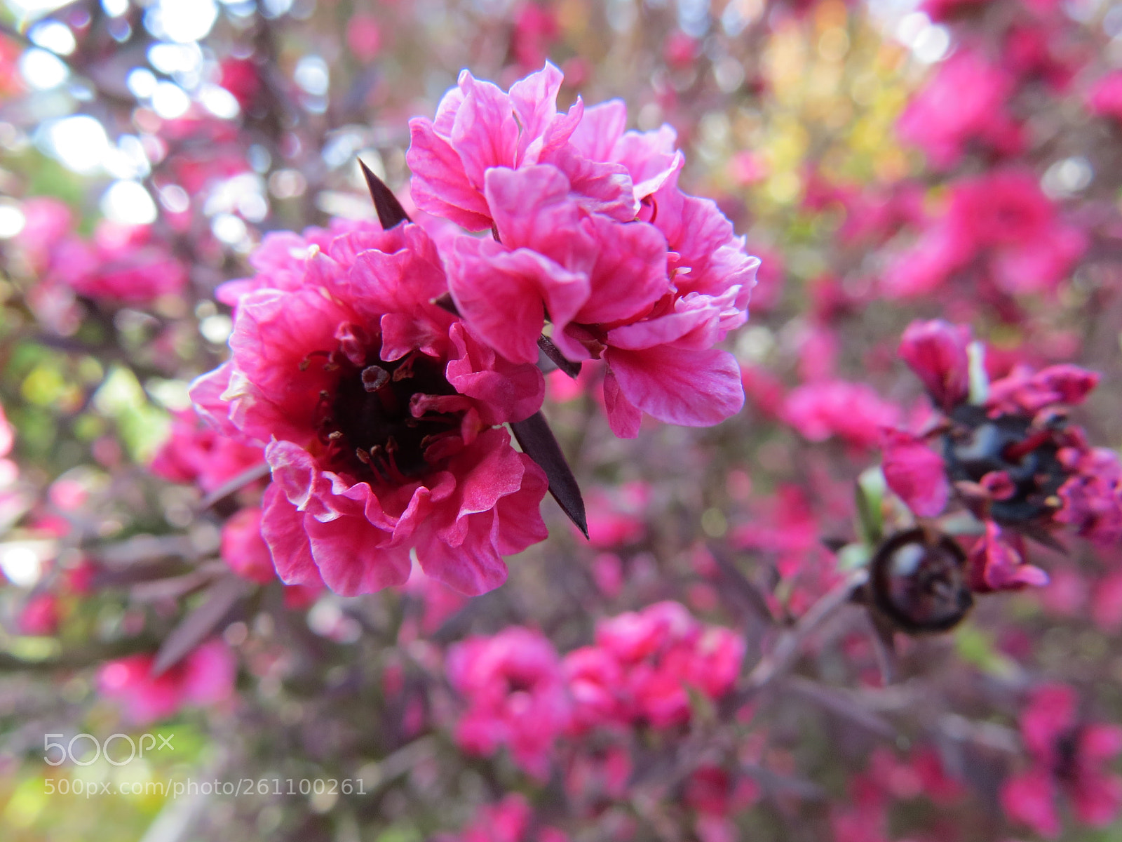 Canon PowerShot SX50 HS sample photo. Flower photography