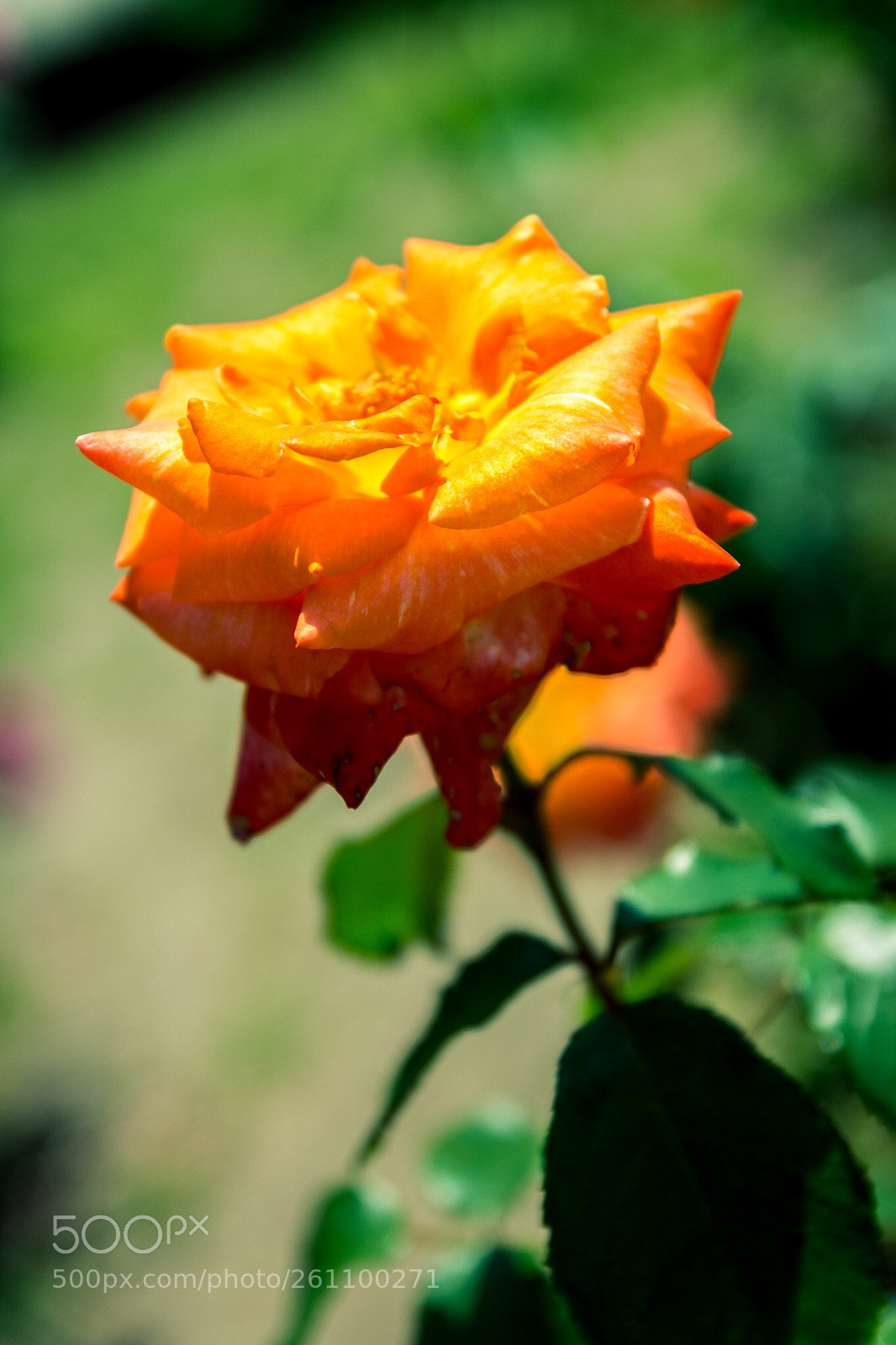 Canon EOS 60D sample photo. Untitled photography