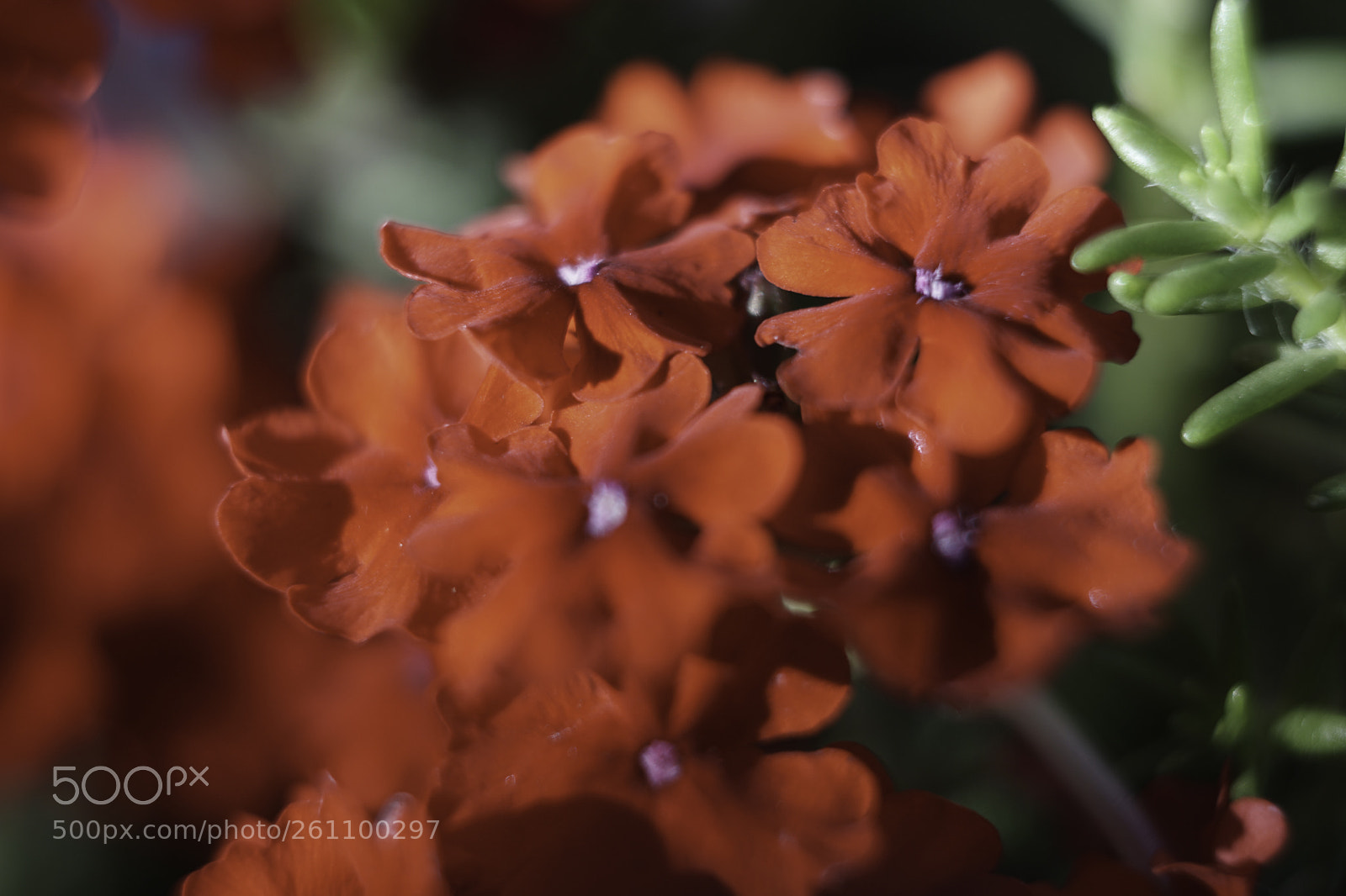Sony a6000 sample photo. Red bokeh photography