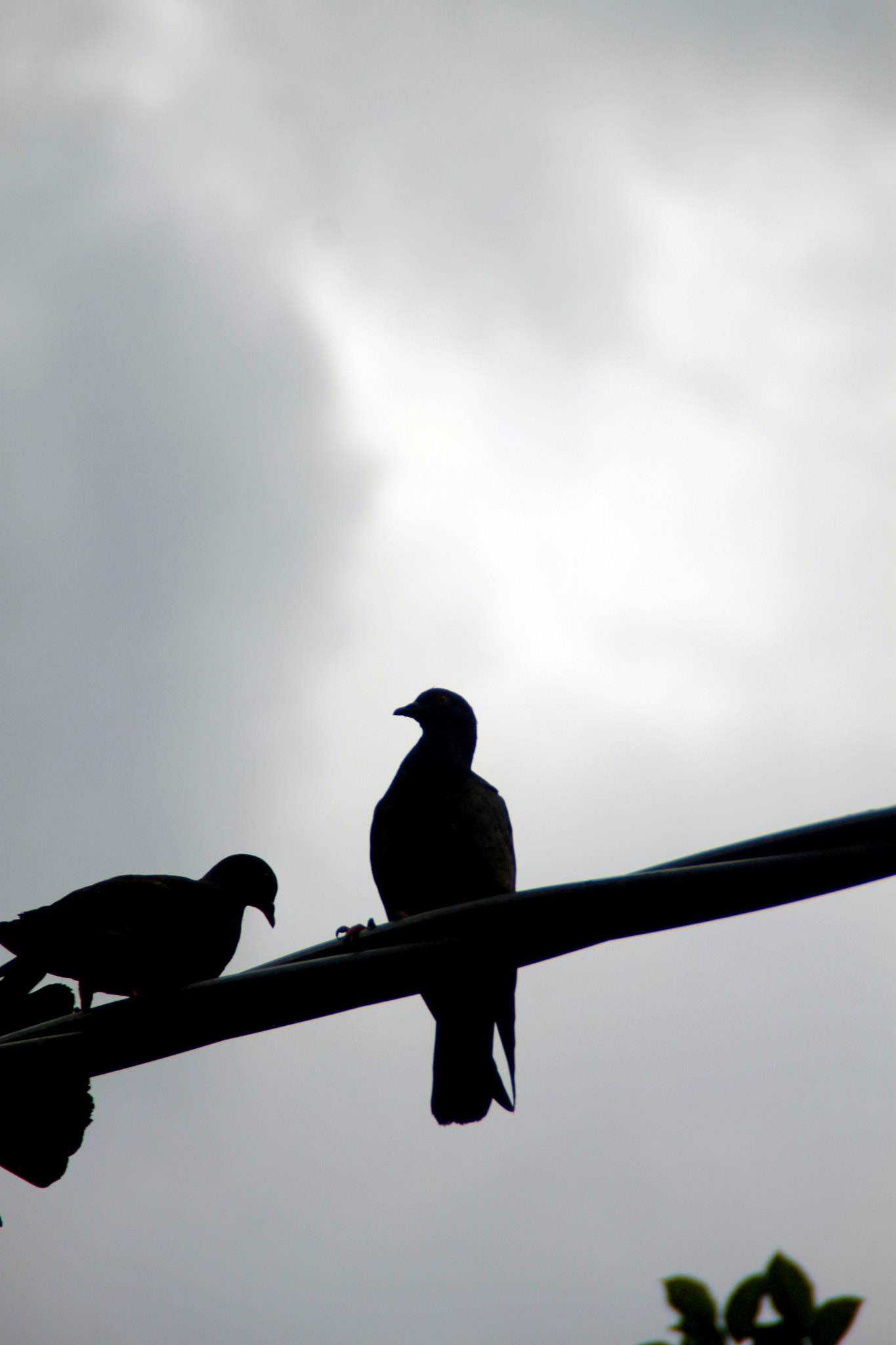 Canon EOS 1100D (EOS Rebel T3 / EOS Kiss X50) sample photo. 2 bird photography