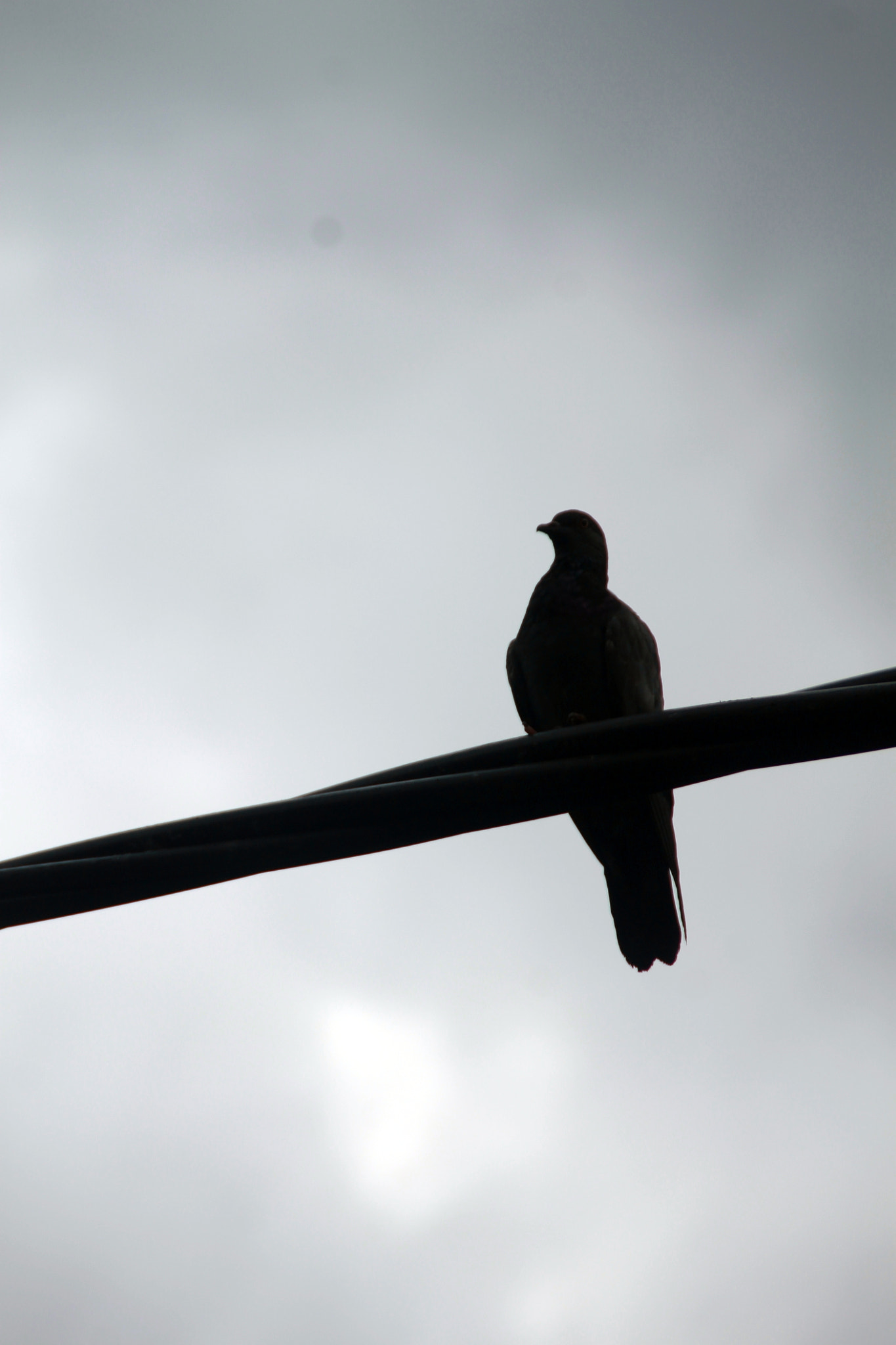 Canon EOS 1100D (EOS Rebel T3 / EOS Kiss X50) sample photo. Lonely birds photography
