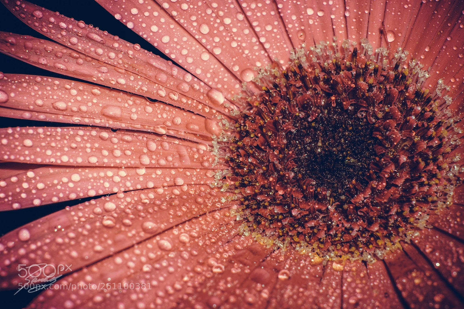 Sony a6000 sample photo. Old daisy photography