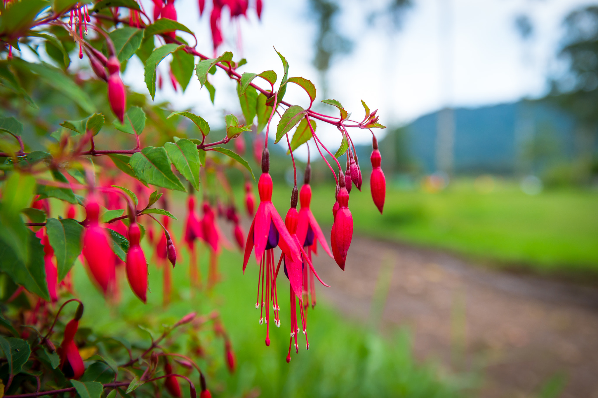 Samsung NX1 sample photo. Red flower photography