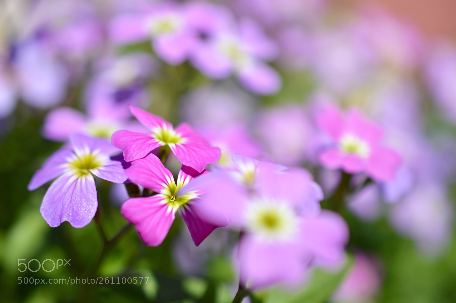 Nikon D3200 sample photo. ❁˚:*:・゜ photography