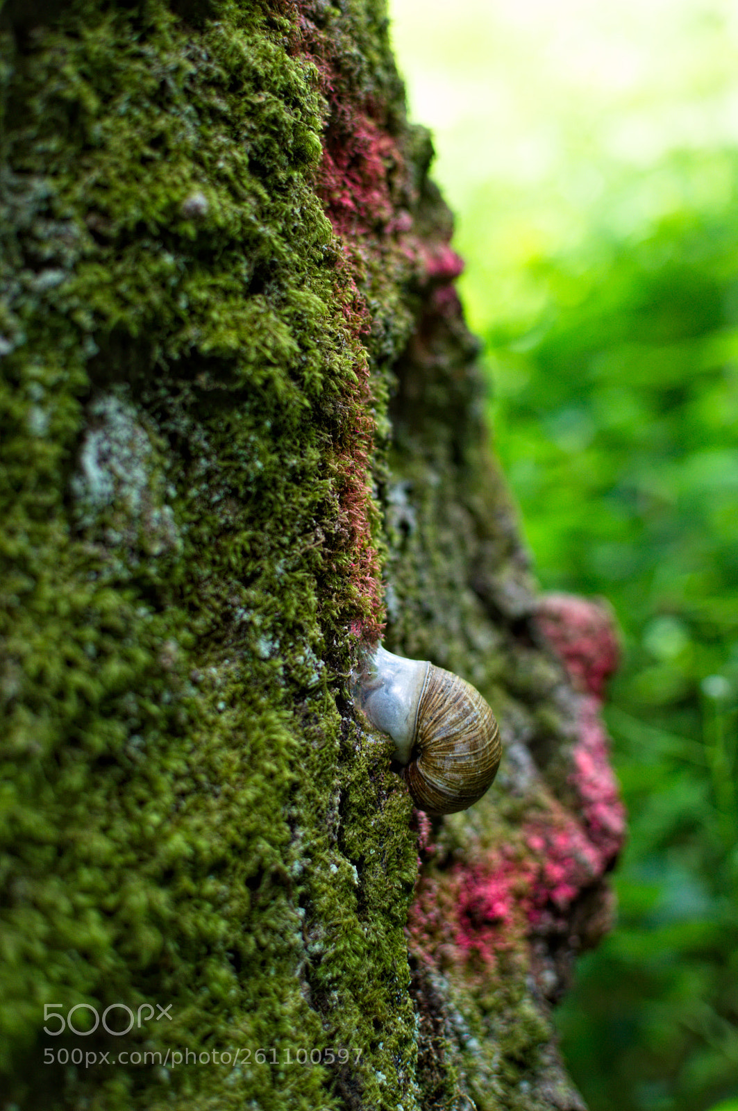 Nikon D3200 + Nikon AF-S DX Nikkor 35mm F1.8G sample photo. L'escargot de la semois photography