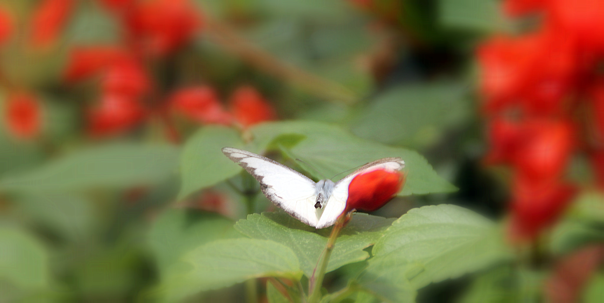Canon EOS 1100D (EOS Rebel T3 / EOS Kiss X50) sample photo. Lil-bit heavy photography