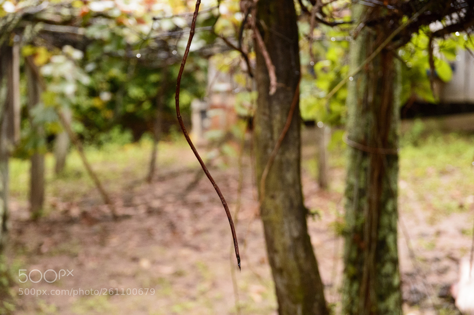 Nikon D3200 sample photo. Farm photography