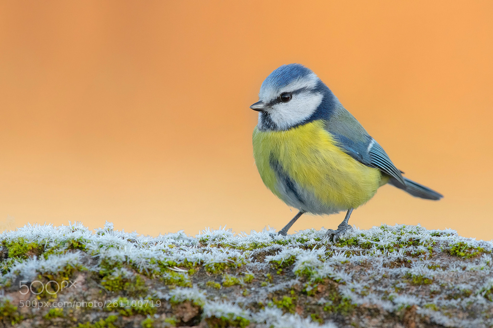 Nikon D850 sample photo. Blue tit photography
