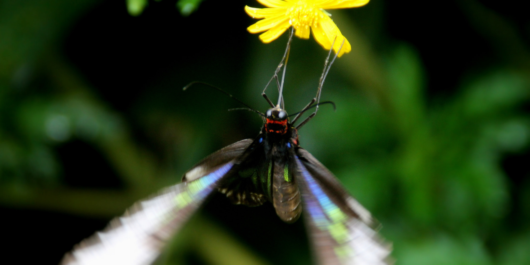 Canon EOS 1100D (EOS Rebel T3 / EOS Kiss X50) sample photo. Upside-down photography