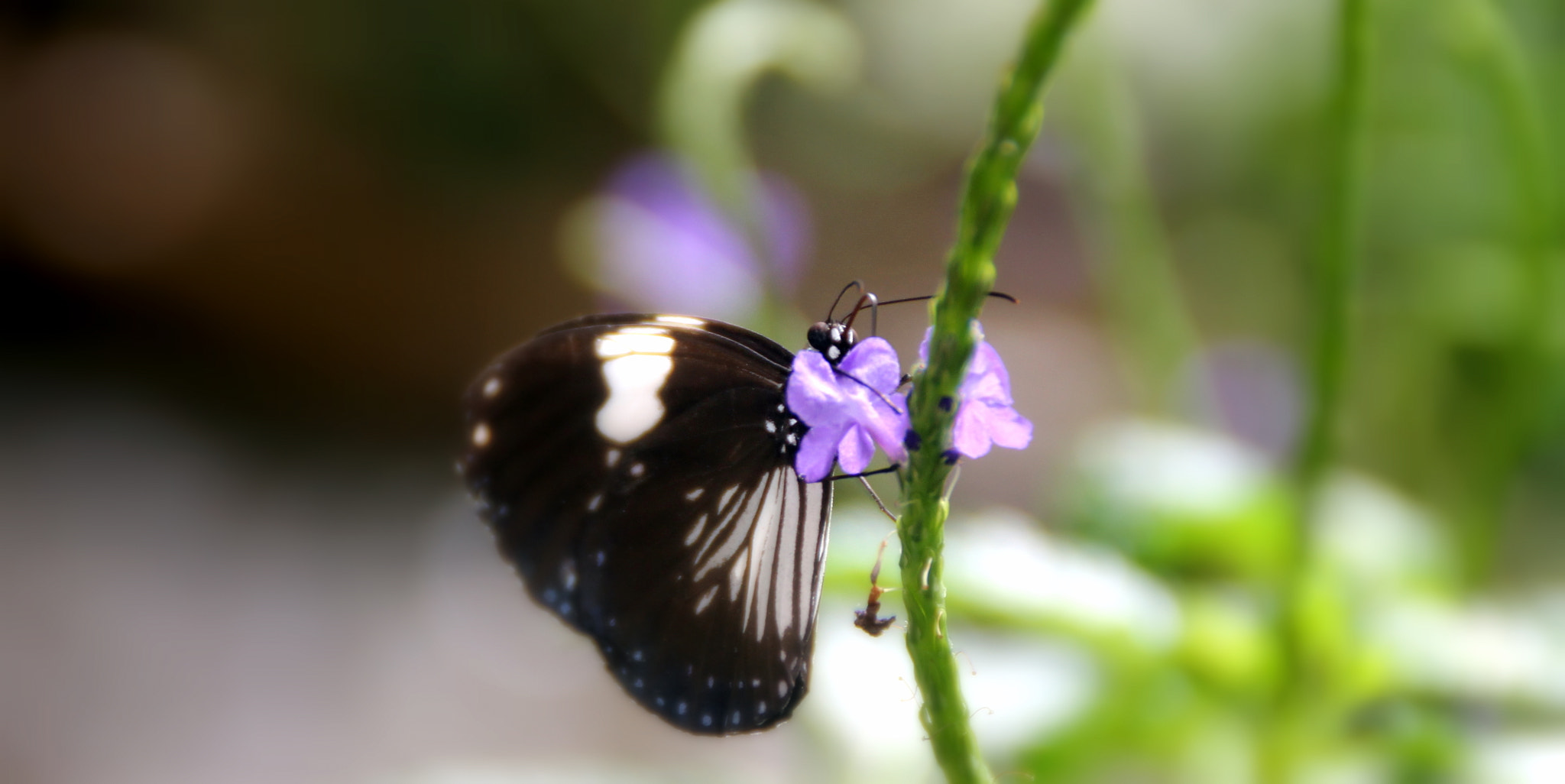 Canon EOS 1100D (EOS Rebel T3 / EOS Kiss X50) sample photo. Sampai habis photography