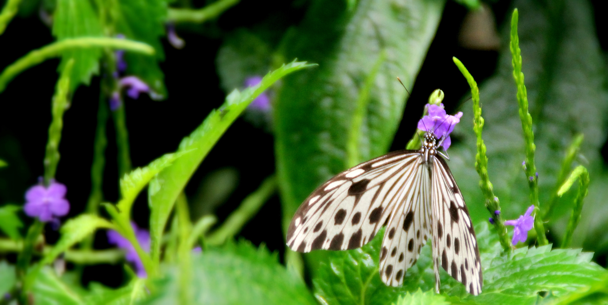 Canon EOS 1100D (EOS Rebel T3 / EOS Kiss X50) sample photo. Its true photography
