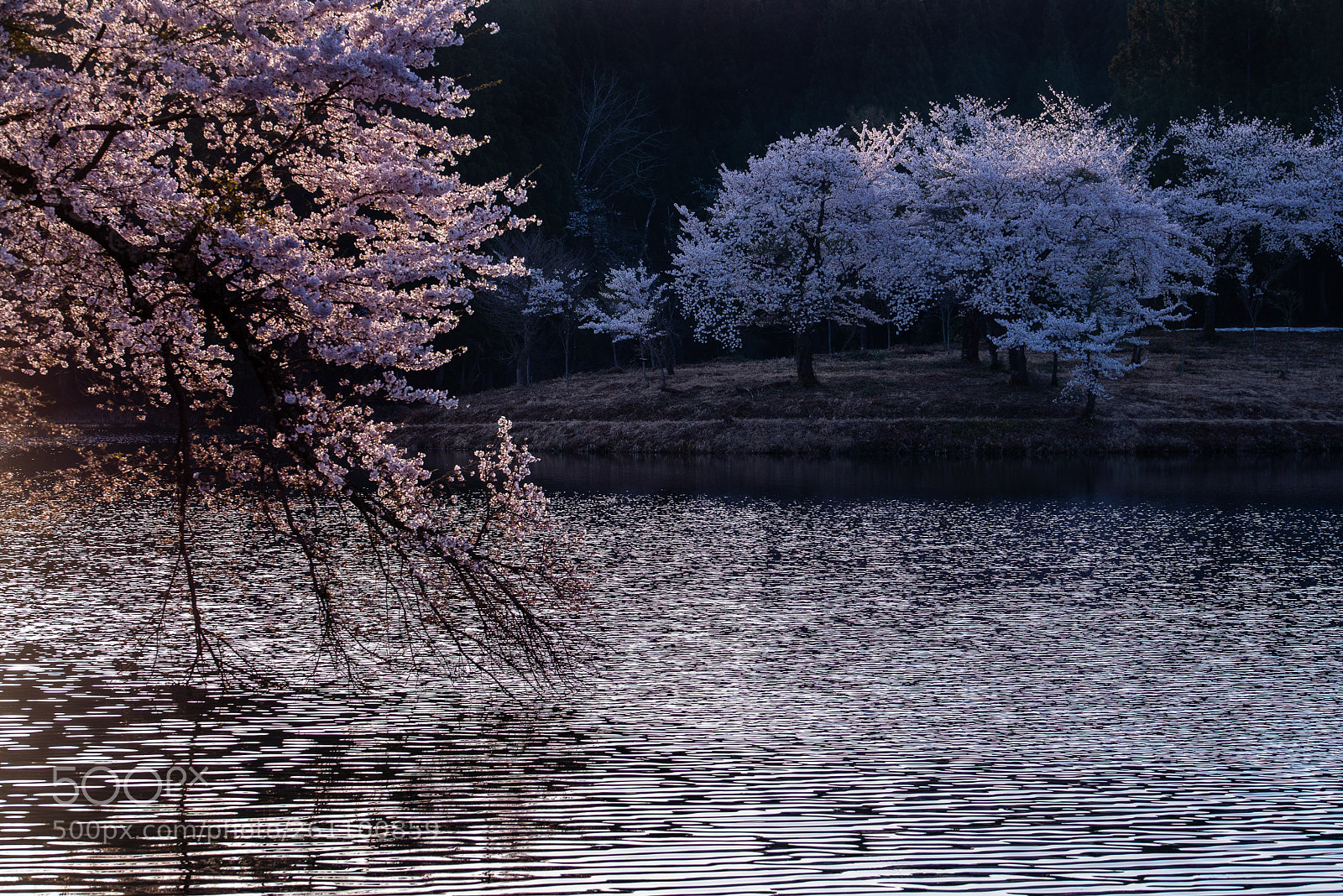 Nikon D610 sample photo. Sakura photography