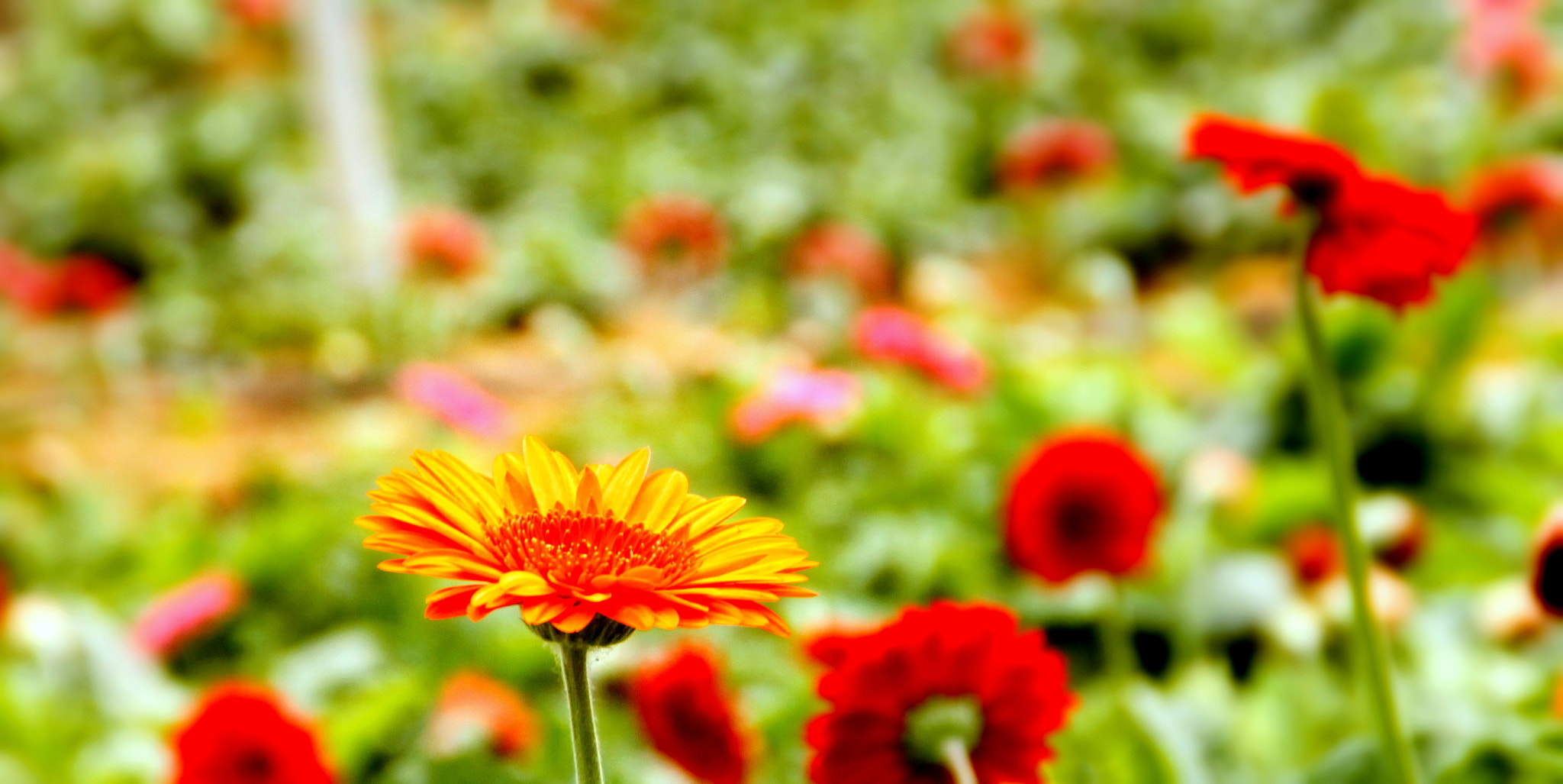 Canon EOS 1100D (EOS Rebel T3 / EOS Kiss X50) sample photo. Orange but red? photography