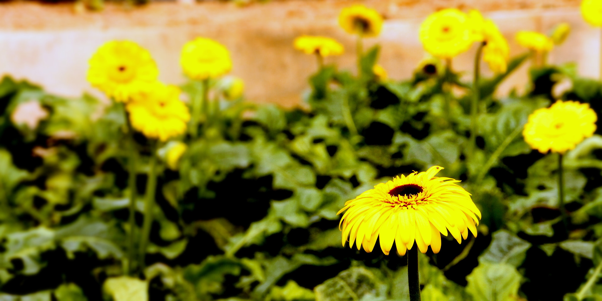 Canon EOS 1100D (EOS Rebel T3 / EOS Kiss X50) sample photo. Yellow but ow photography