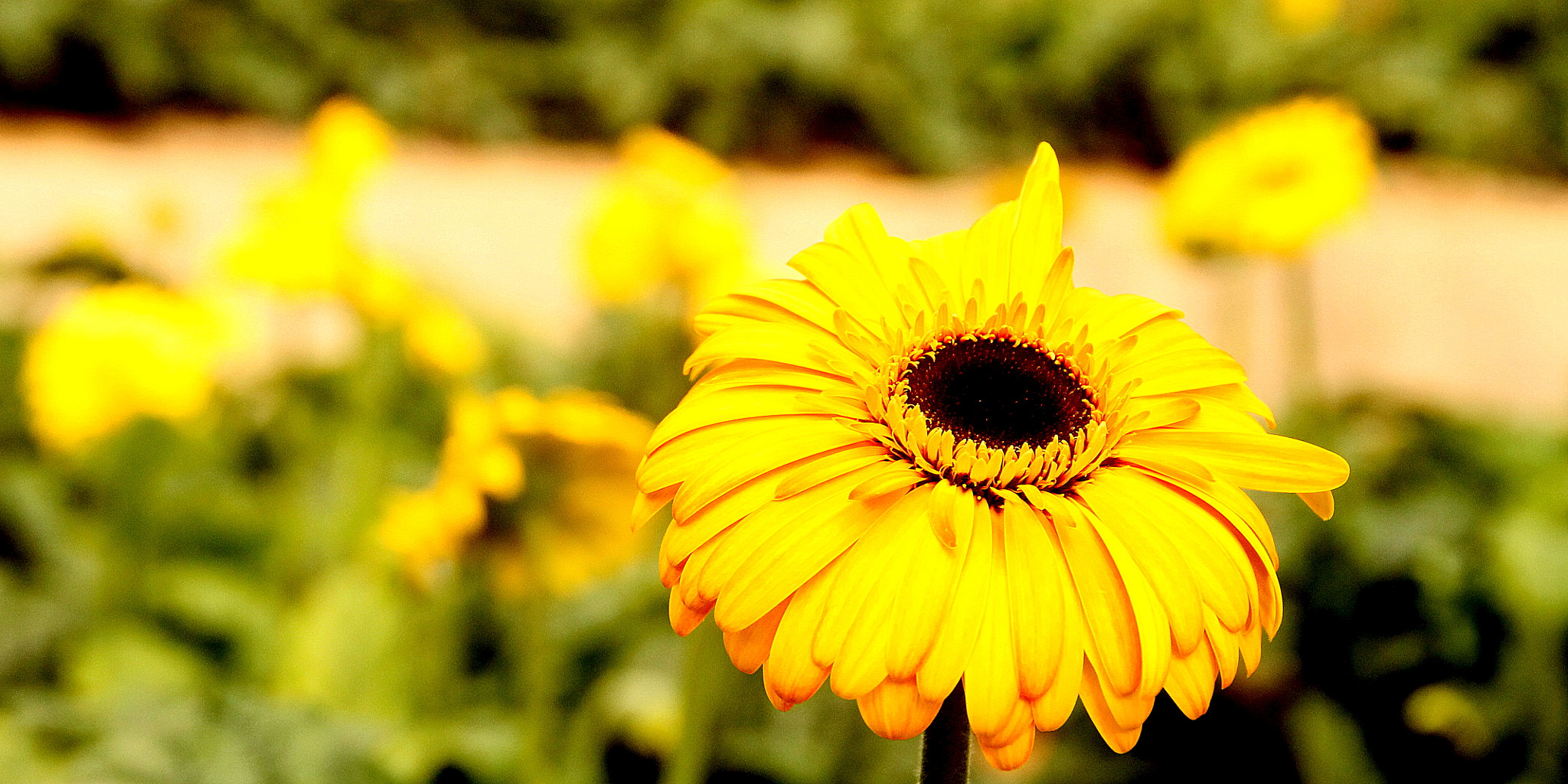 Canon EOS 1100D (EOS Rebel T3 / EOS Kiss X50) sample photo. Smaller or photography