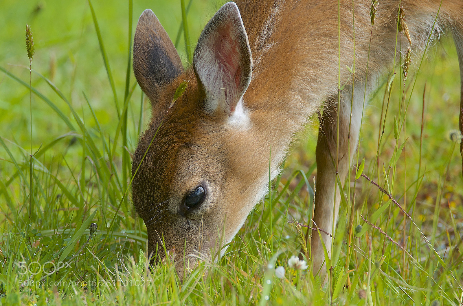 Nikon D7000 sample photo. Sitka fawn photography