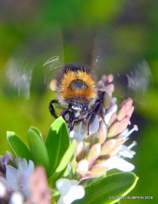 Nikon D3100 sample photo. Buzzing in photography