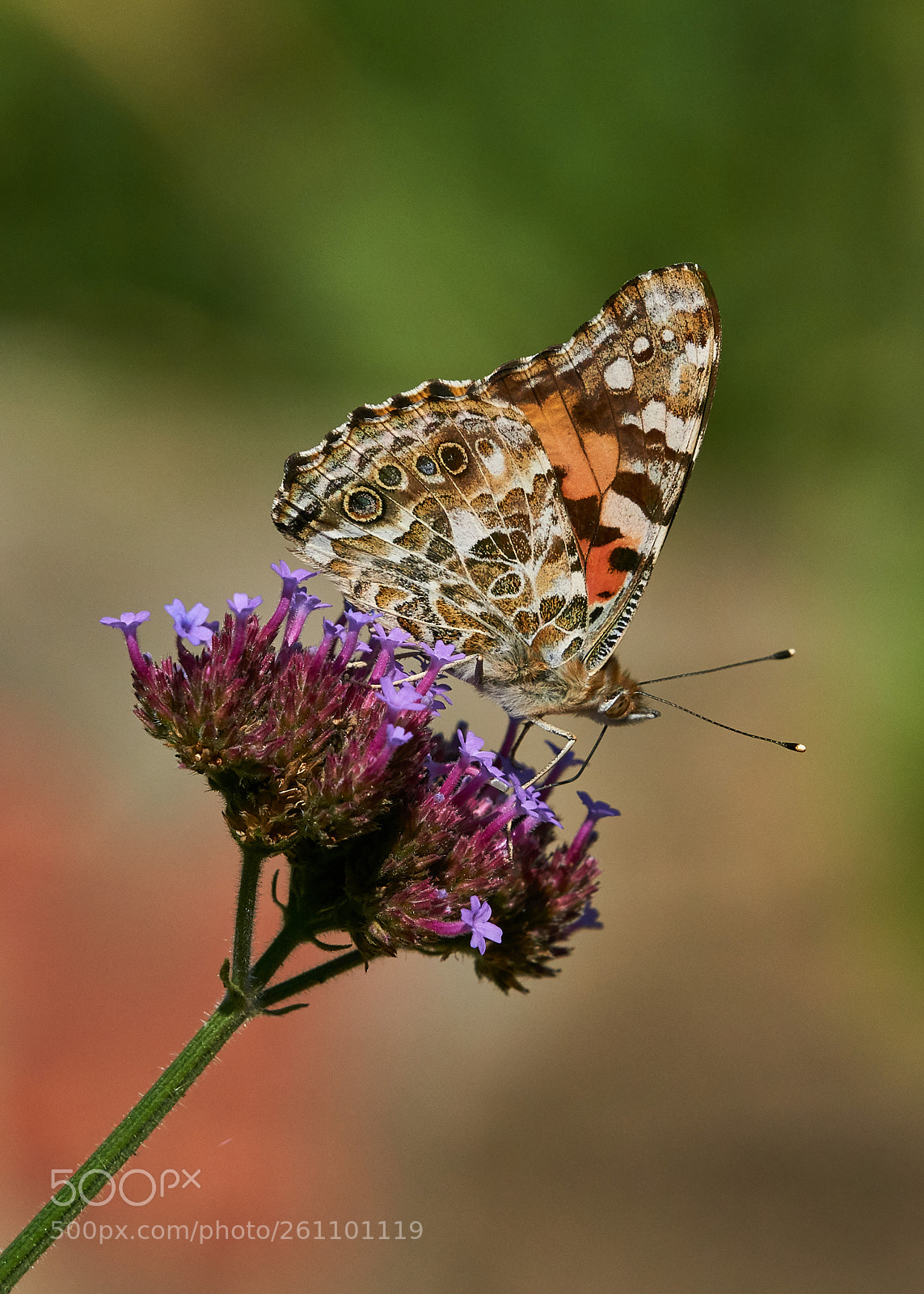 Sony a6000 sample photo. Painted lady photography