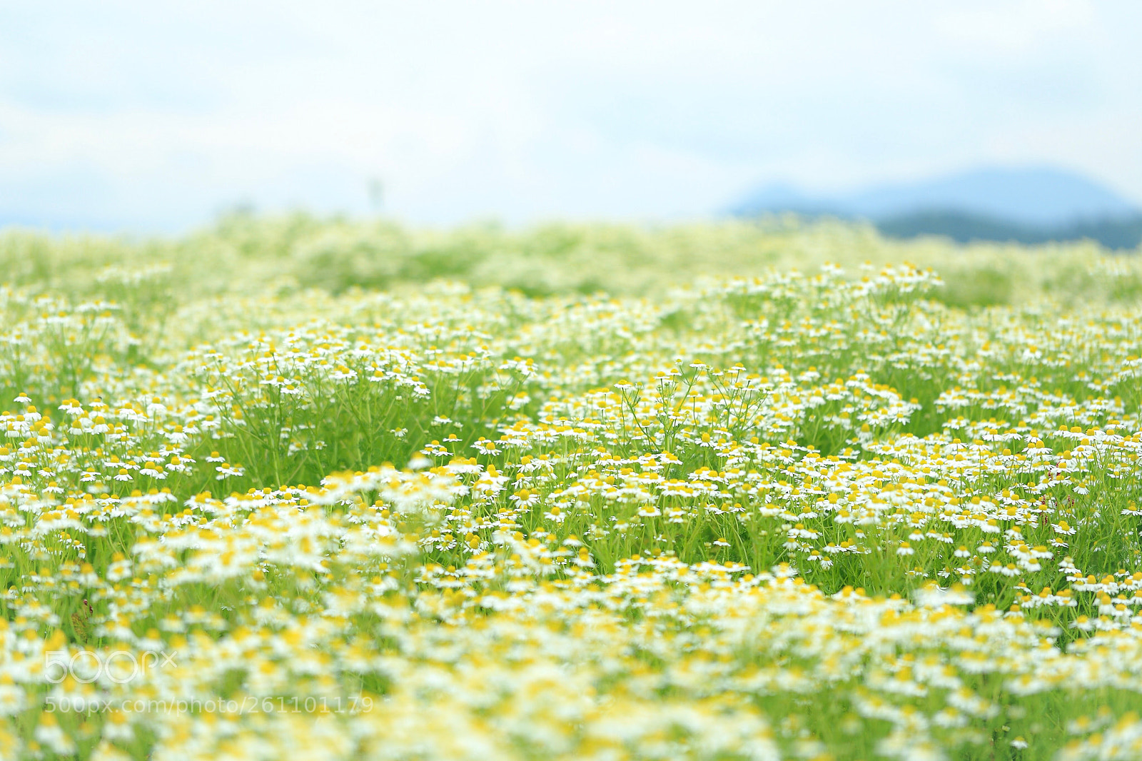 Canon EOS 6D sample photo. Chamomile photography