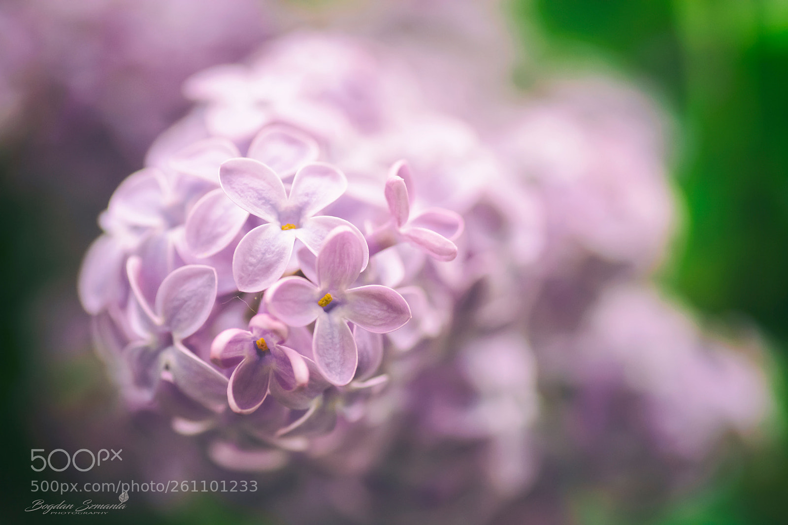 Nikon D5200 sample photo. Spring photography
