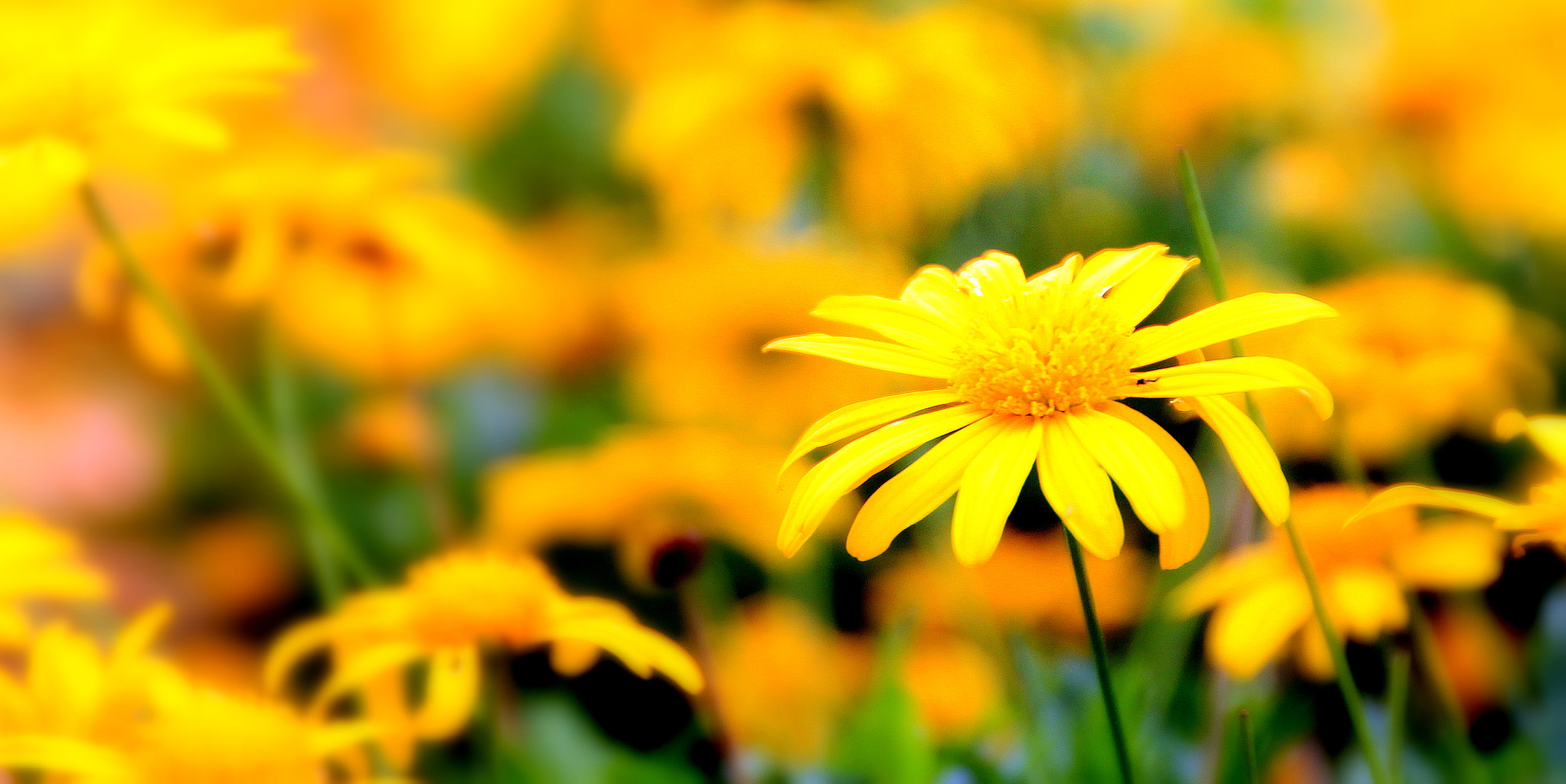 Canon EOS 1100D (EOS Rebel T3 / EOS Kiss X50) sample photo. Code-yell-ow photography