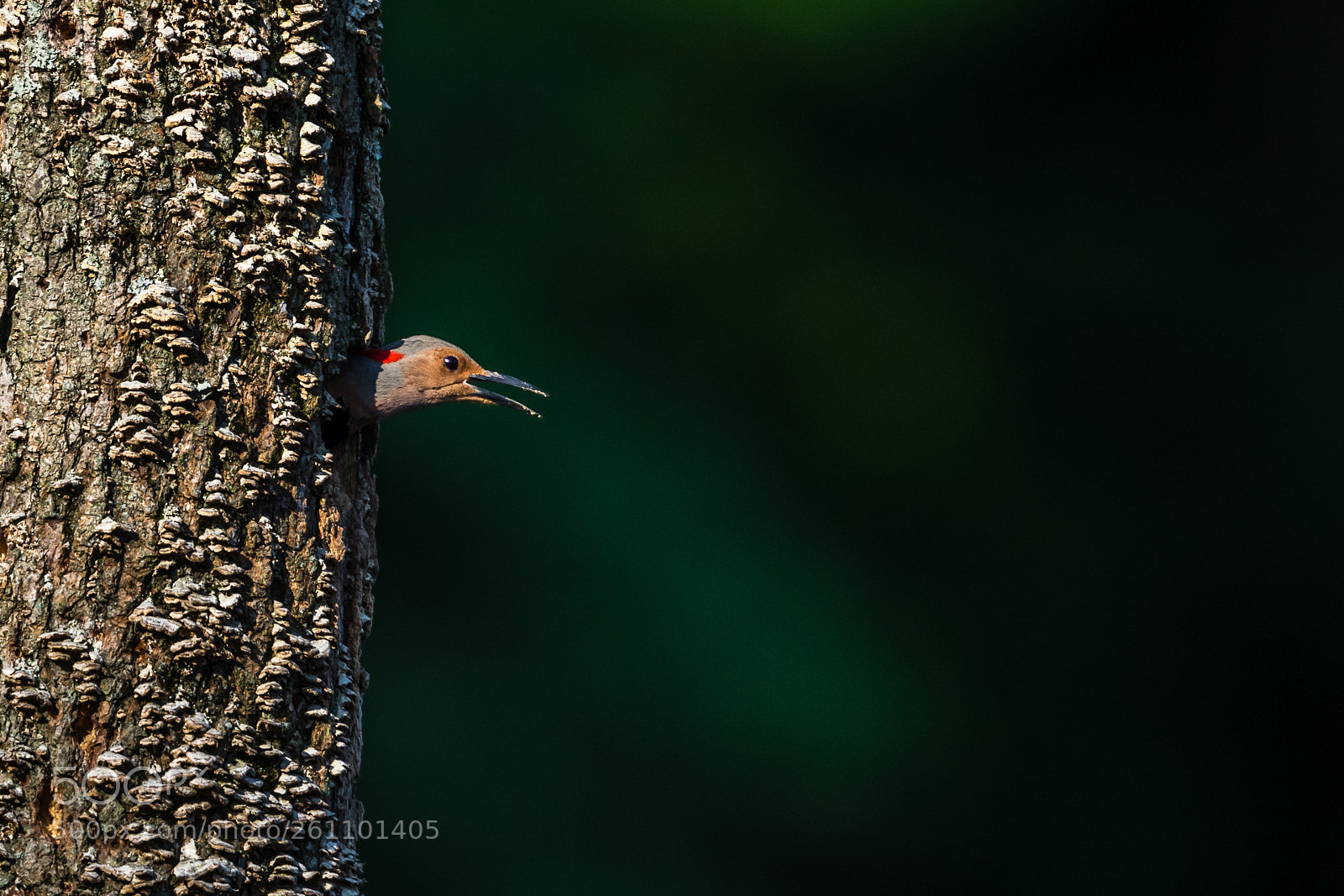 Canon EOS 7D Mark II sample photo. Checking photography