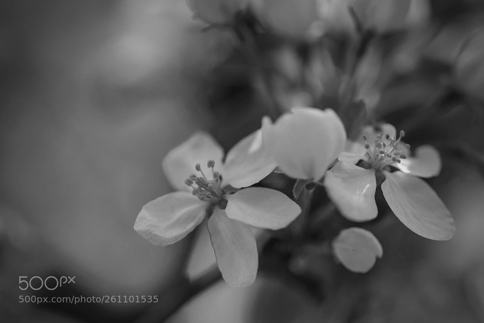 Canon EOS 6D sample photo. White flower photography