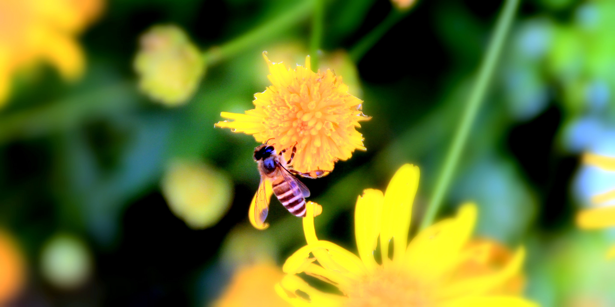 Canon EOS 1100D (EOS Rebel T3 / EOS Kiss X50) sample photo. Will you bee mine photography
