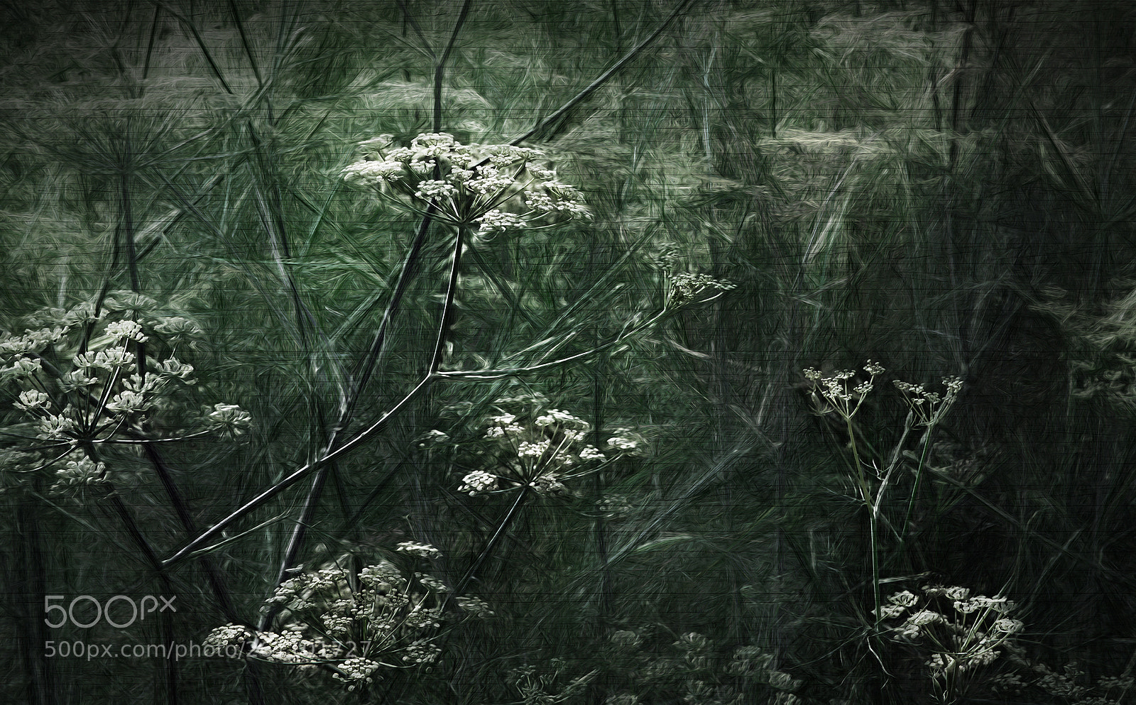 Canon EOS 40D sample photo. Mini jungle photography