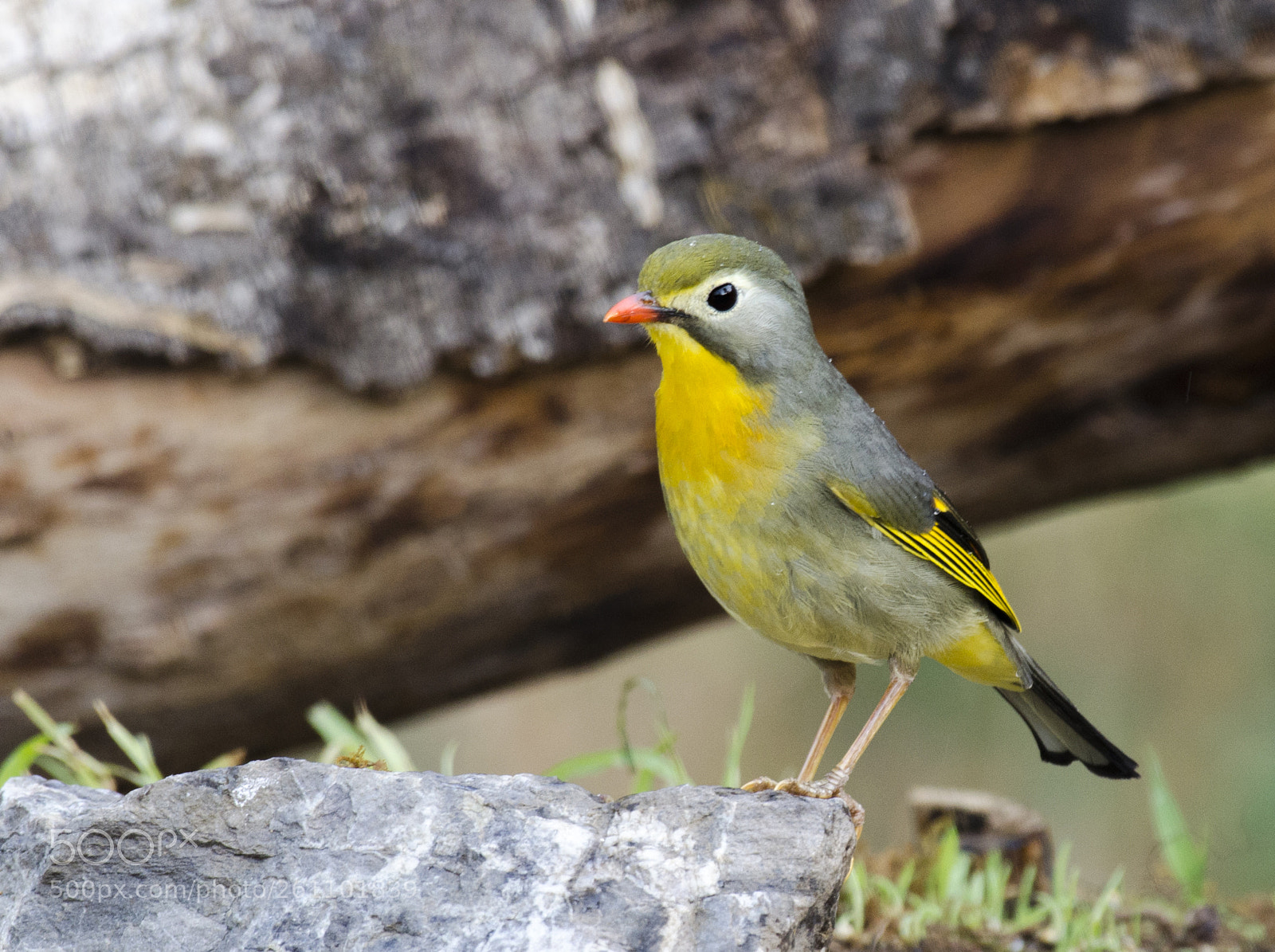 Nikon D5100 sample photo. Red billed leiothrix photography