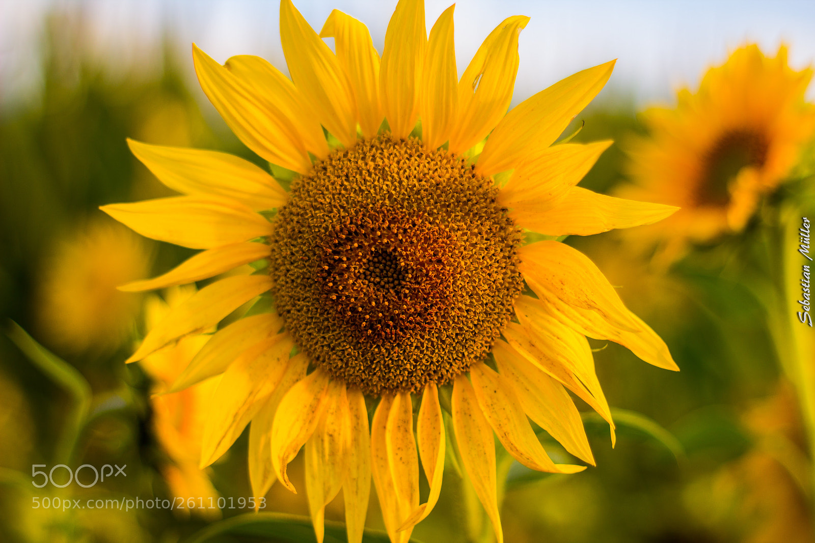 Canon EOS 1200D (EOS Rebel T5 / EOS Kiss X70 / EOS Hi) sample photo. Sunflower photography