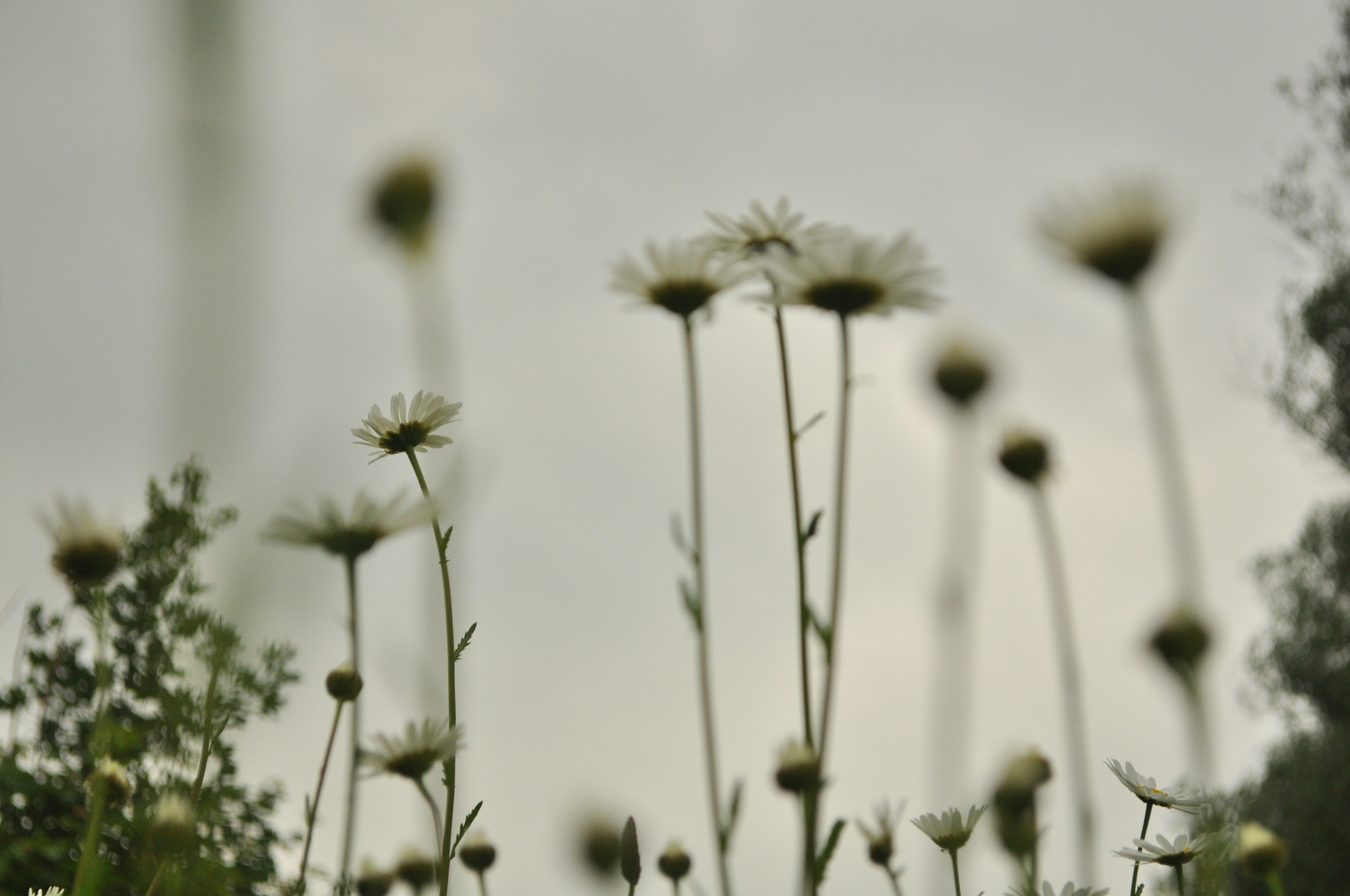 Nikon D5000 sample photo. Daisy's photography
